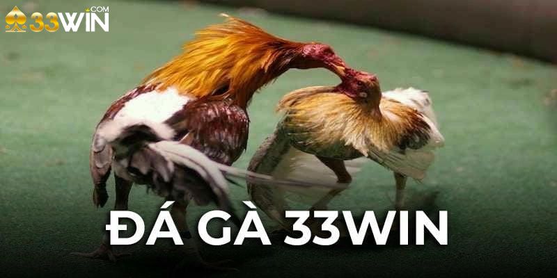 Lý do đá gà 33win được ưa chuộng